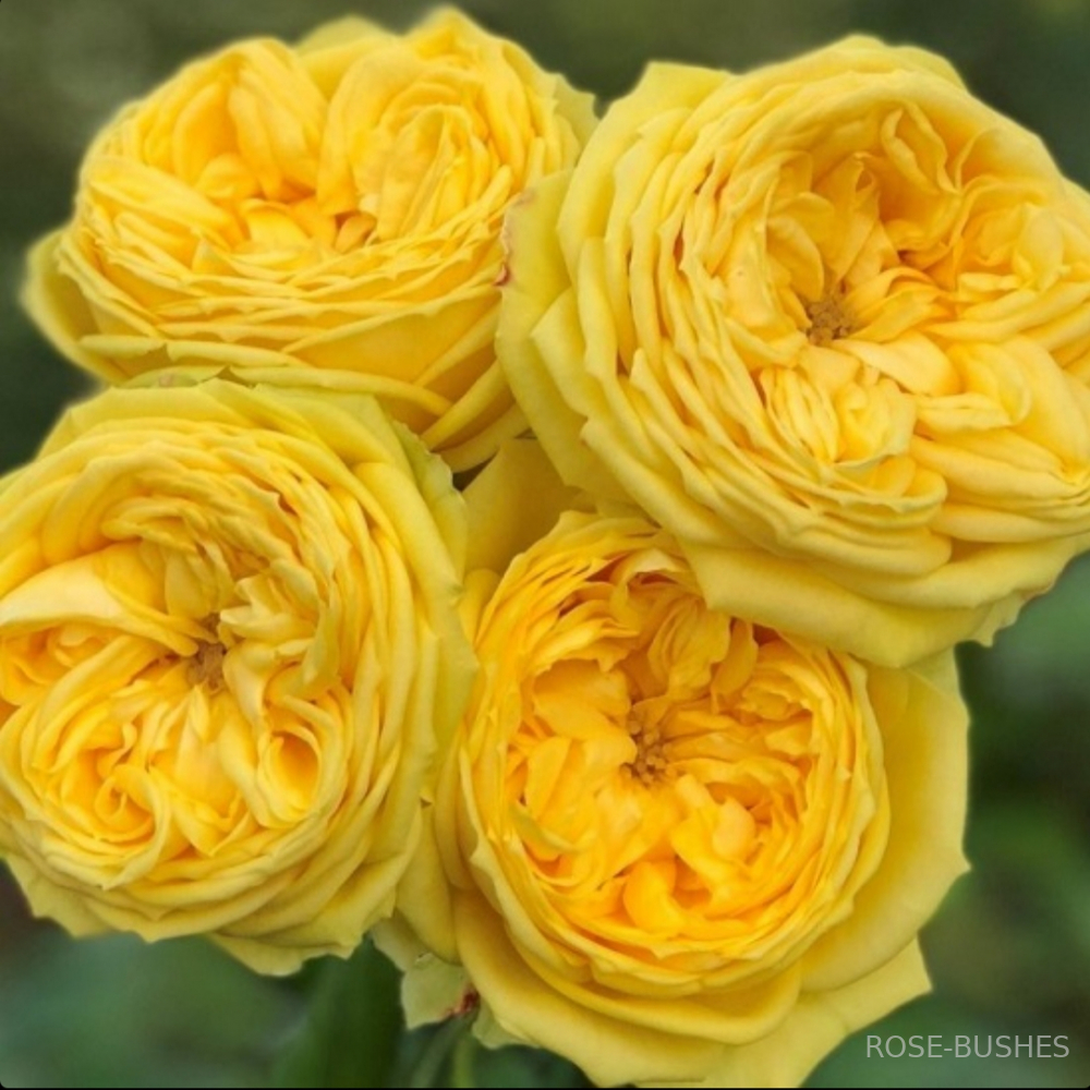 ����� ������. Lemon Pompom. (����. ��������.)
